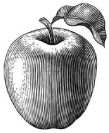 apple apple